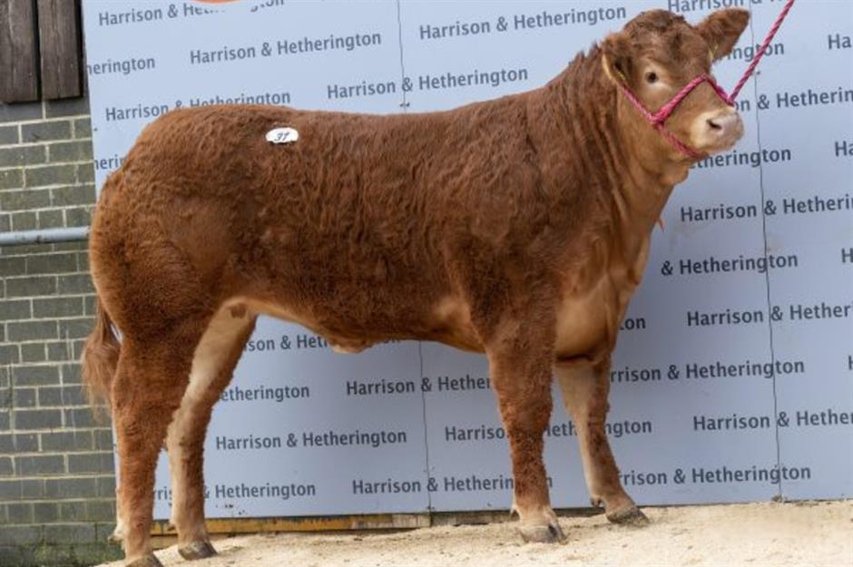 Wilodge Poshspice the cow, $363,000 (£262k) 